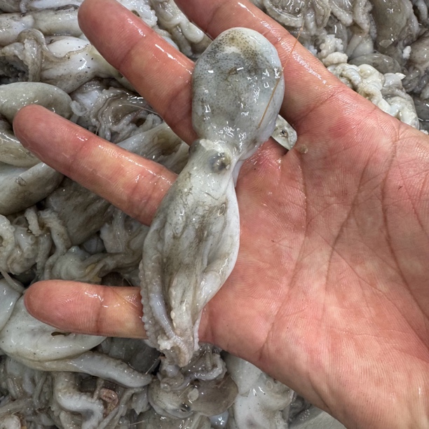 纯野生短腿小八爪鱼（纯原浆短腿八爪鱼）速冻锁先发货顺丰包邮