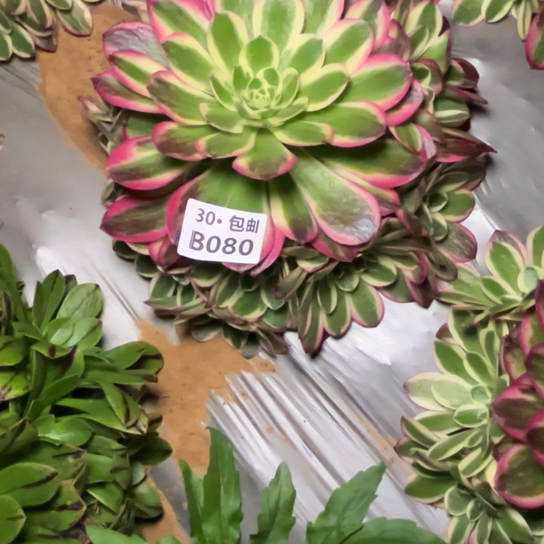 晨*080玉姿多肉法师