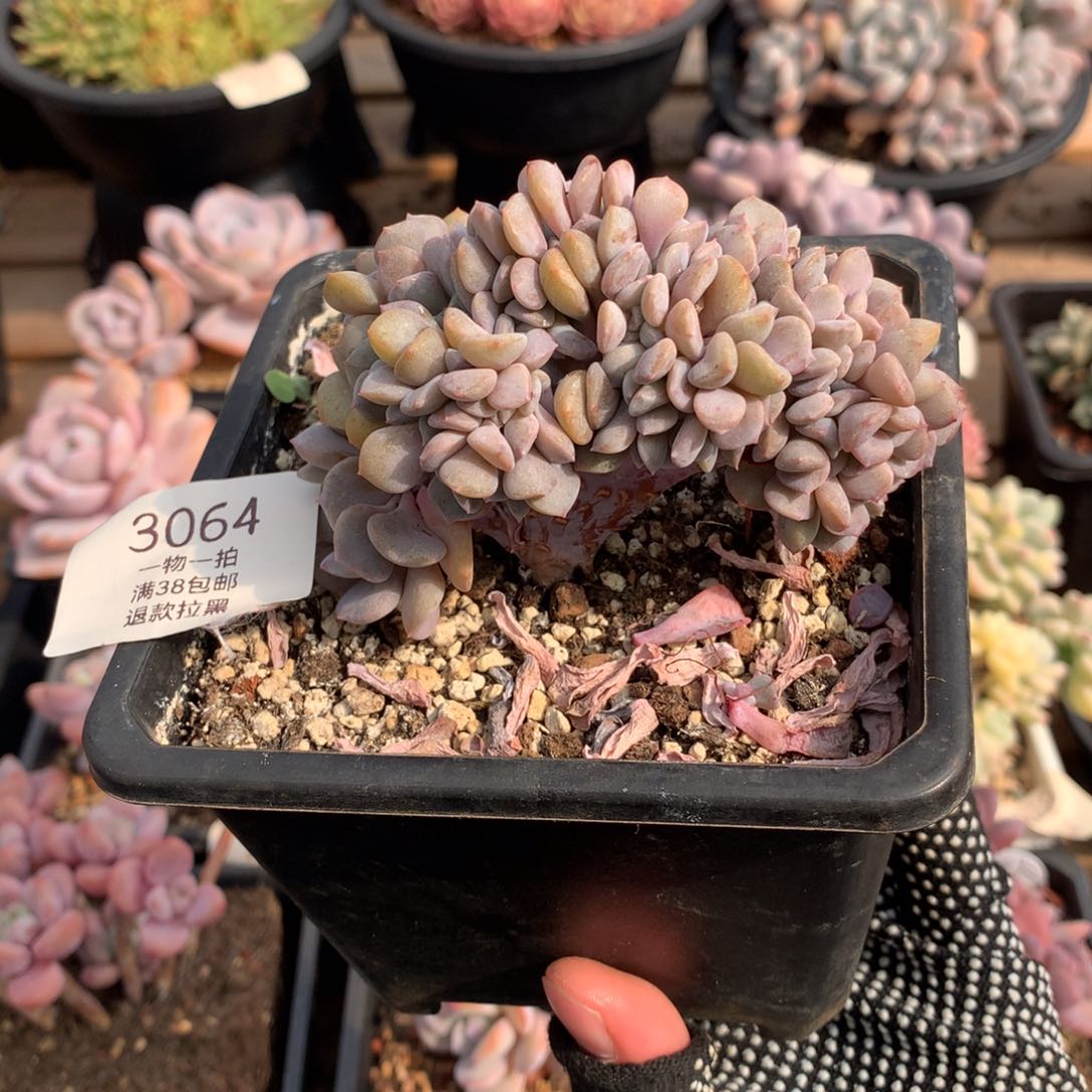 10厘米小树雪精灵缀3064