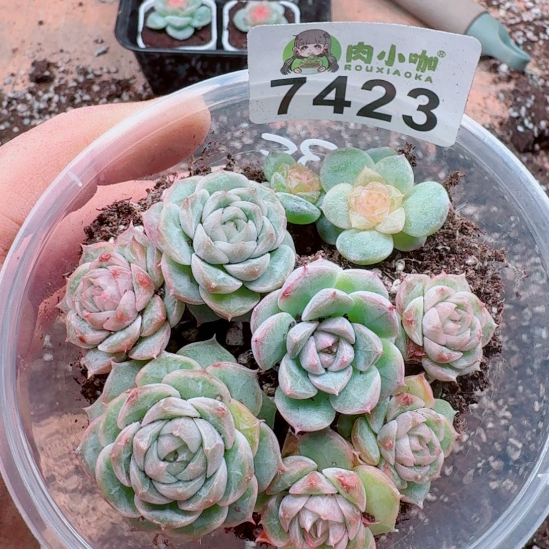 开***天多肉植物多肉植物