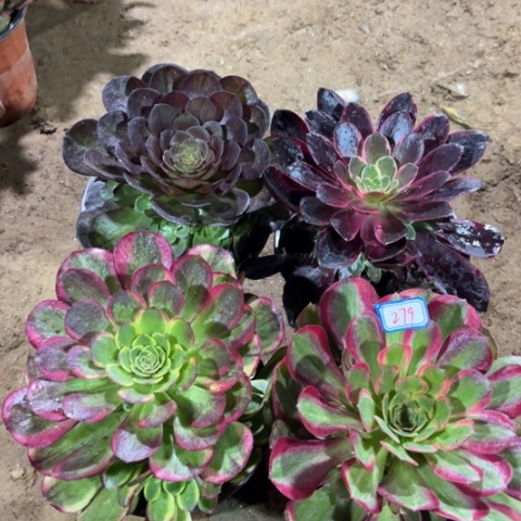 279多肉植物组合