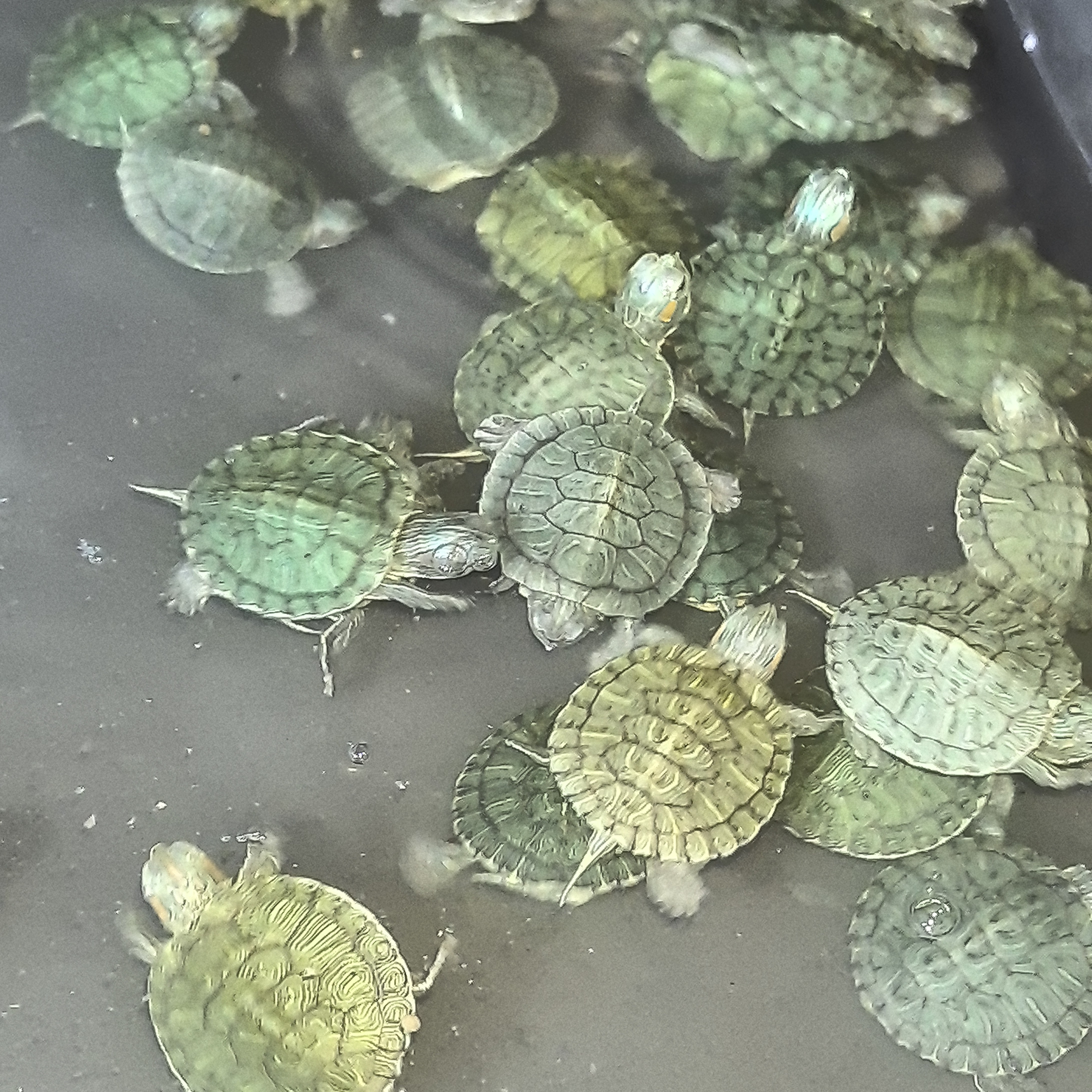 巴西龟日本深水龟活龟乌龟活体乌龟观赏龟彩巴