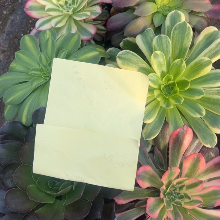 晴***多肉植物000号不售后