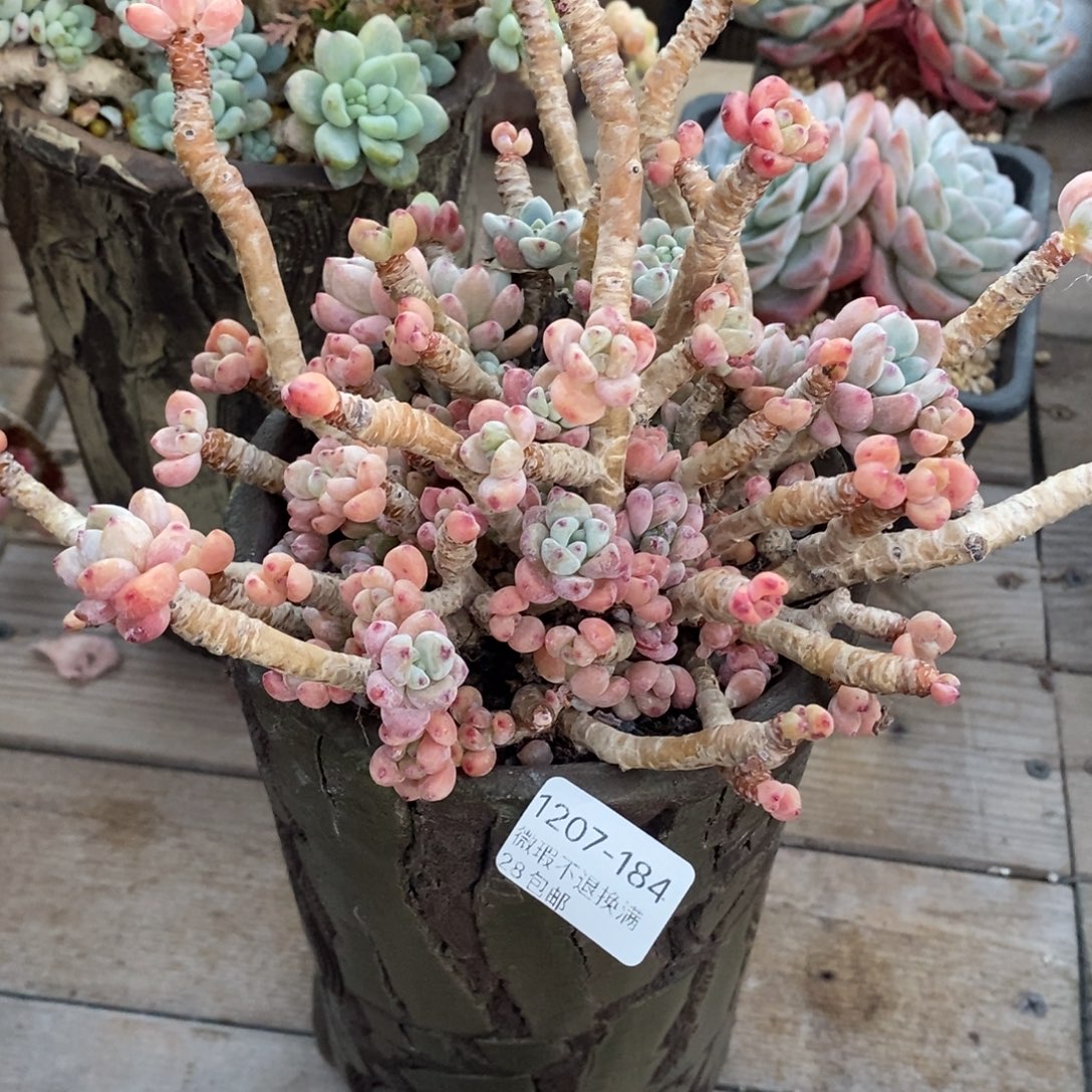 184号多肉大群漂亮