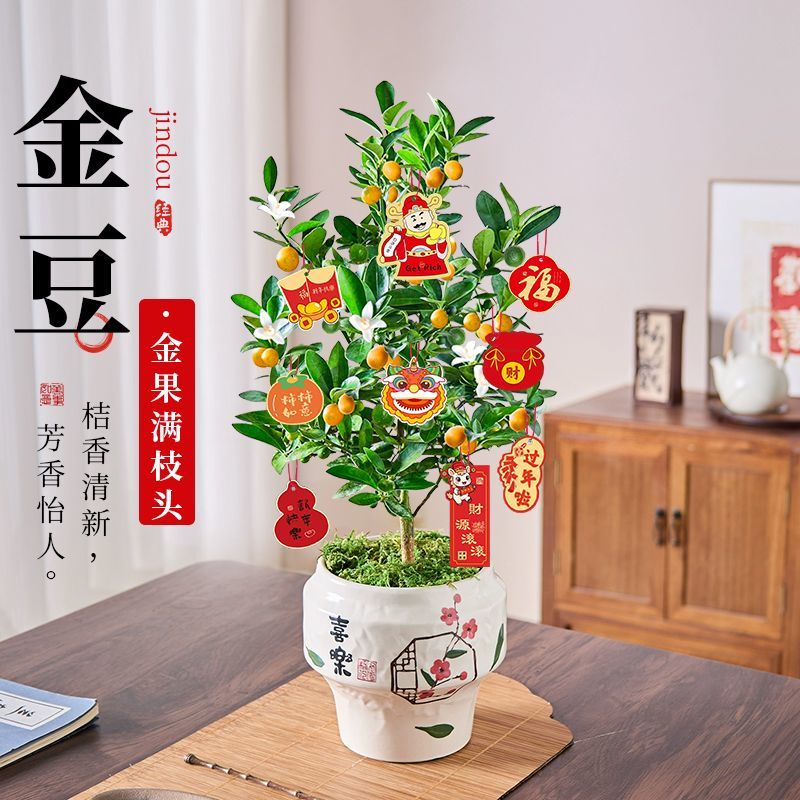 带果福豆盆栽开业乔迁年宵花植物高档盆景耐寒绿植花卉客厅小金桔