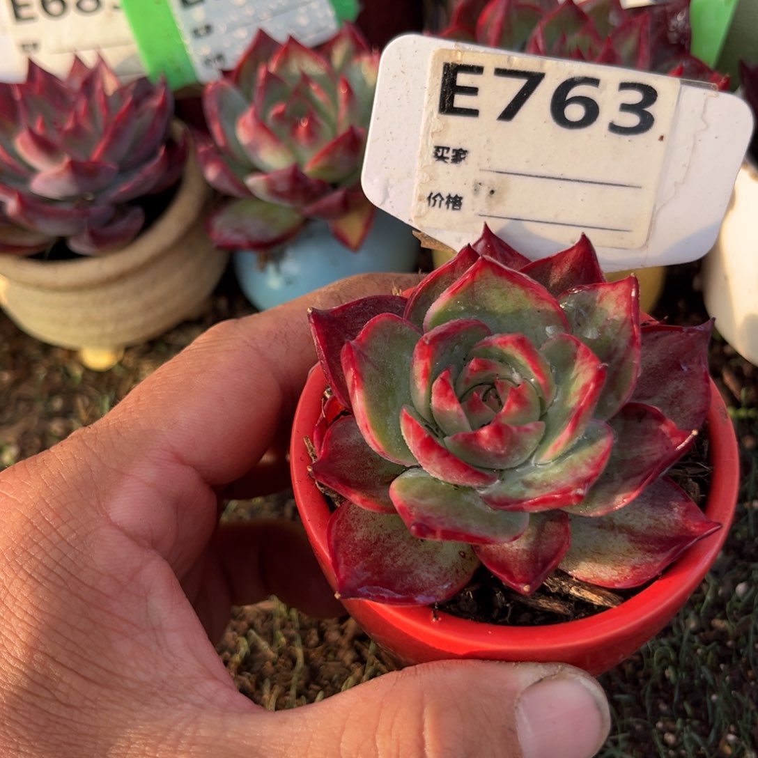 惊鸿一瞥763号多肉