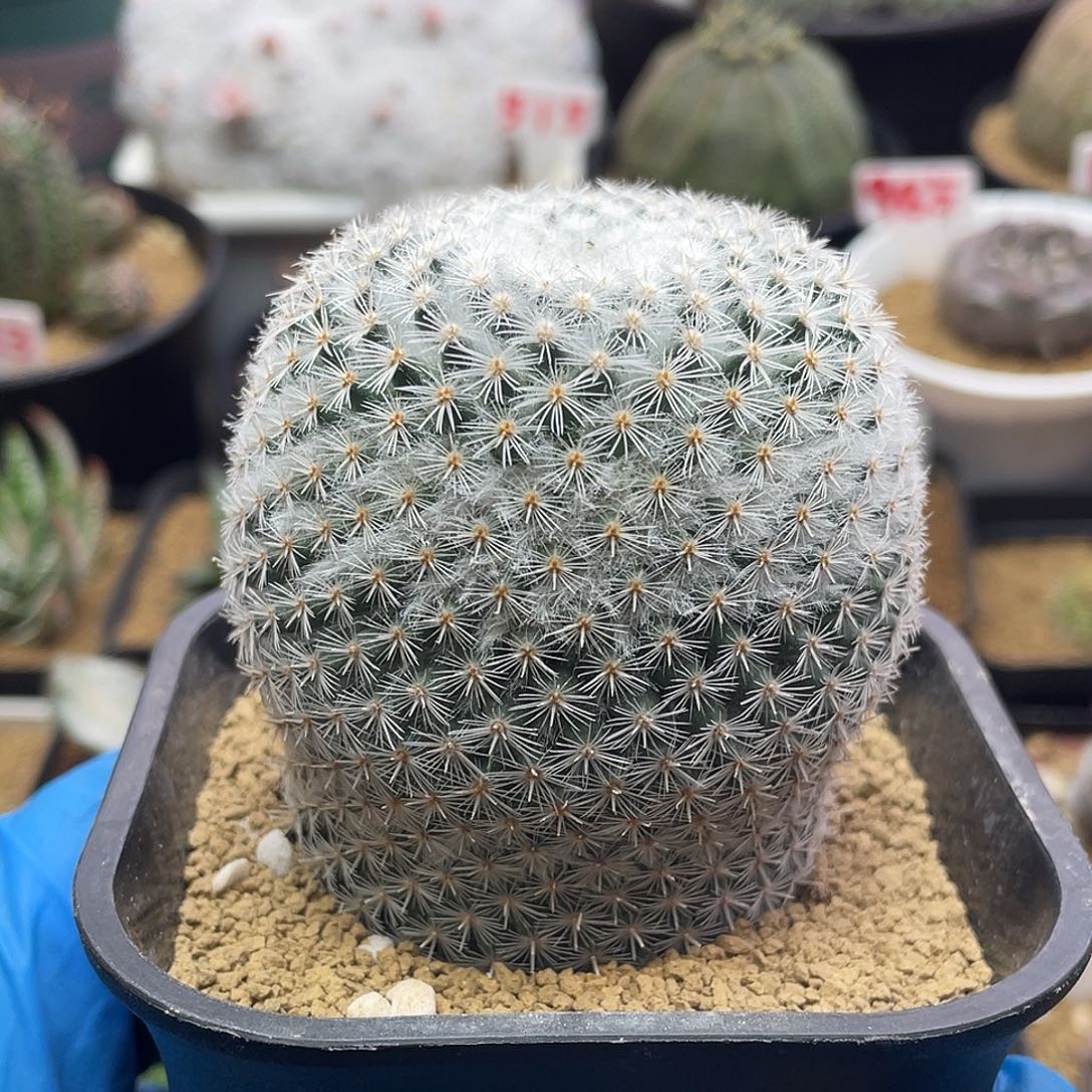 实生希望丸仙人球多肉