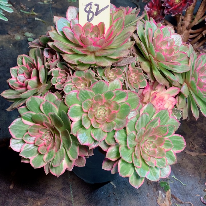 82万花筒多肉111111