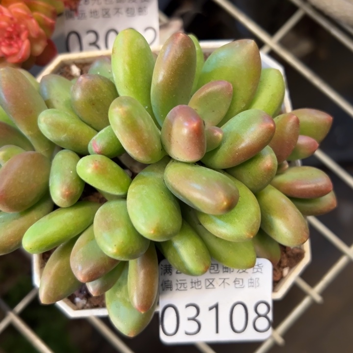 幸运儿是个很有才华