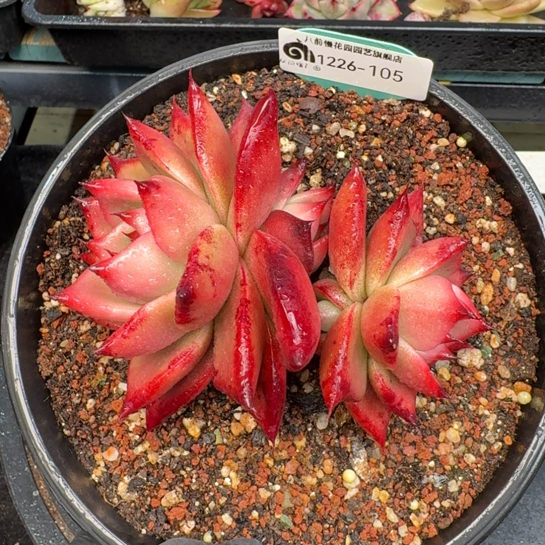 从前慢多肉精选编号1226.105