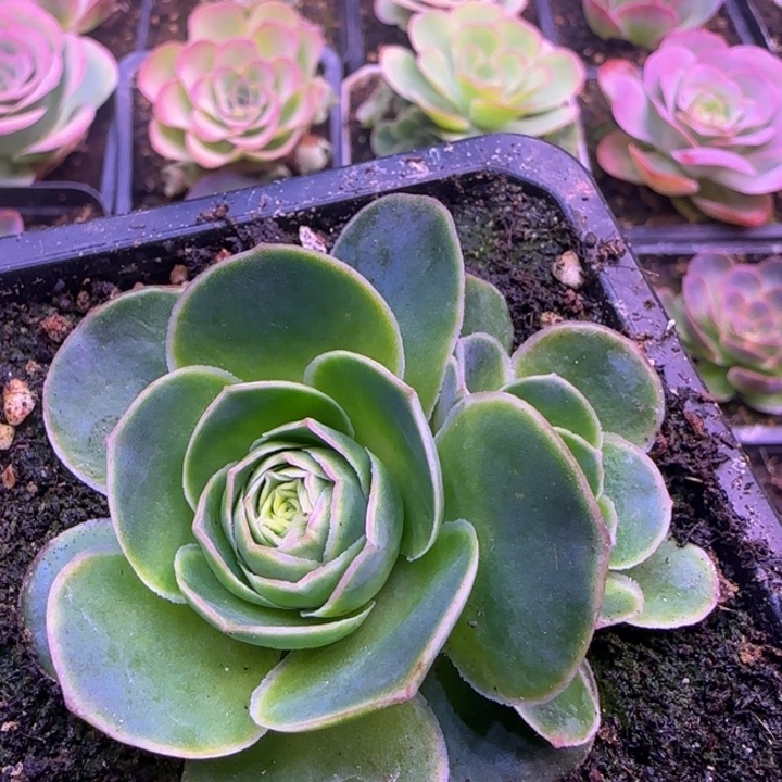 实生双头7厘米1113424242422