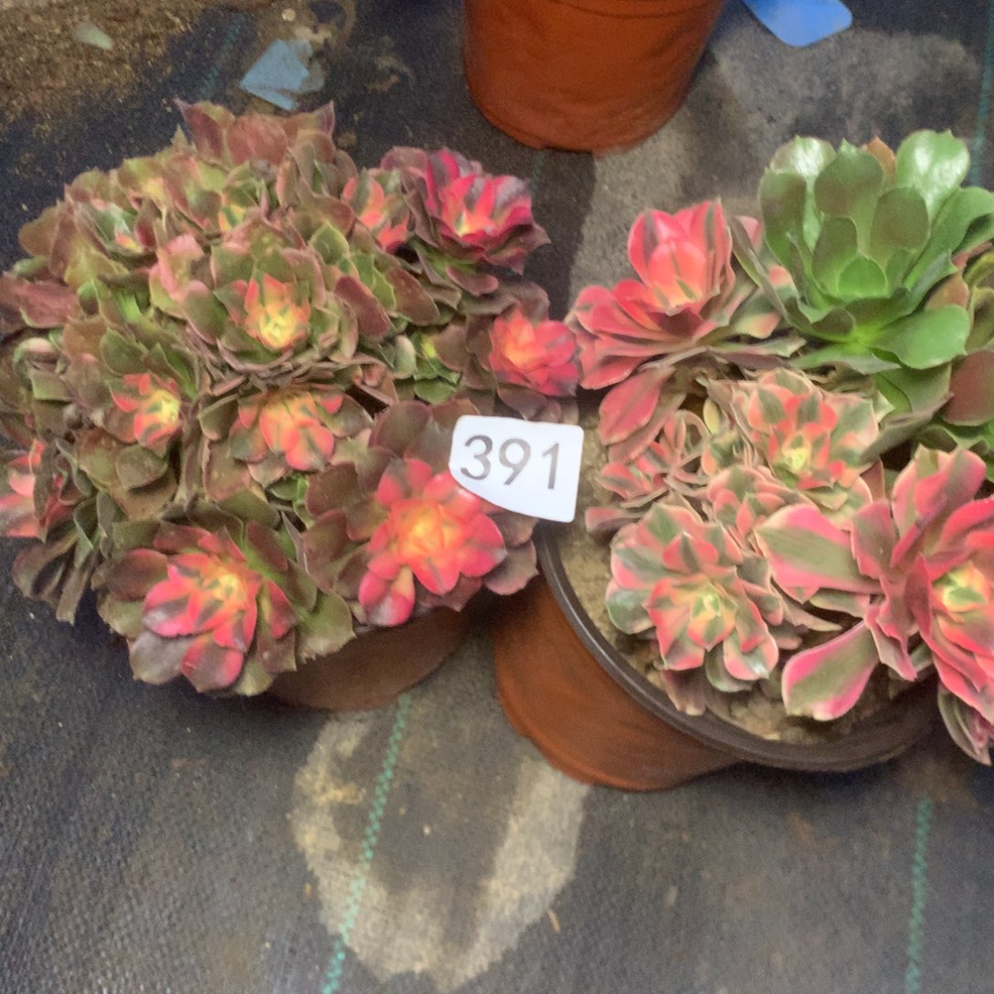 391两个多多多肉植物