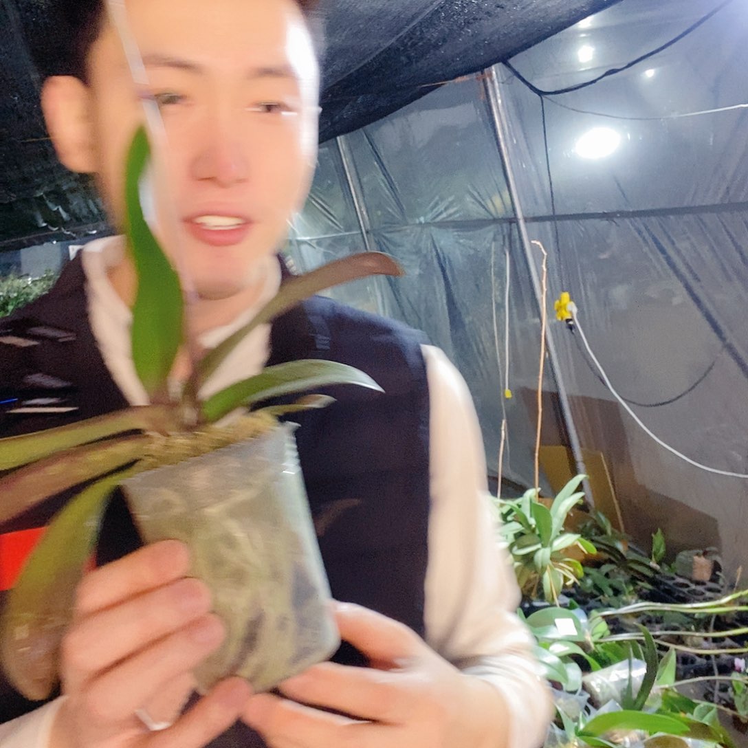 无花朵粉月亮带花剑