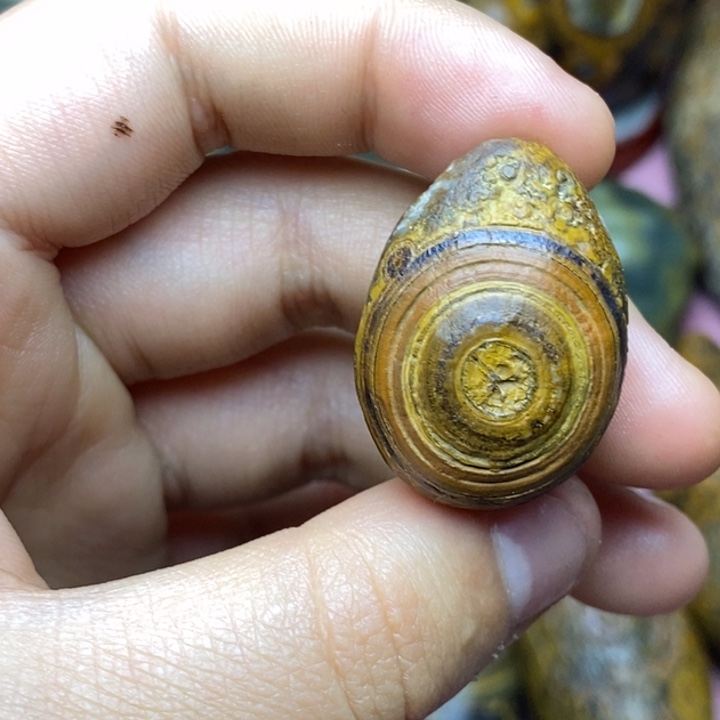 义***顺大叶紫檀（黑酸枝木类）