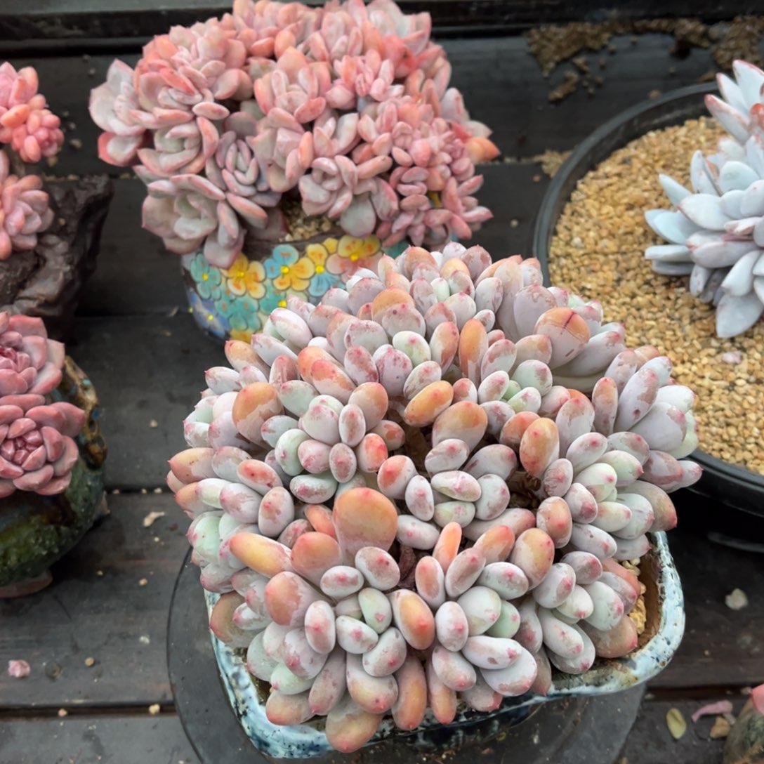 香香雪无砍自然群