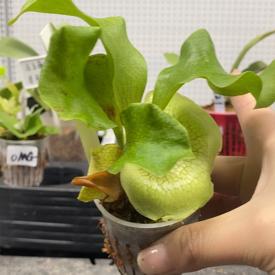 无花朵风神鹿角蕨