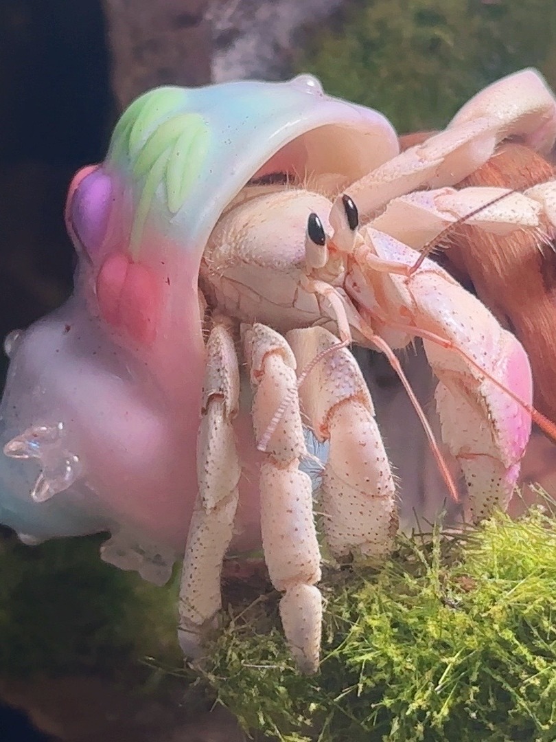 陆生寄居蟹活体淡水观赏萌宠好养螃蟹