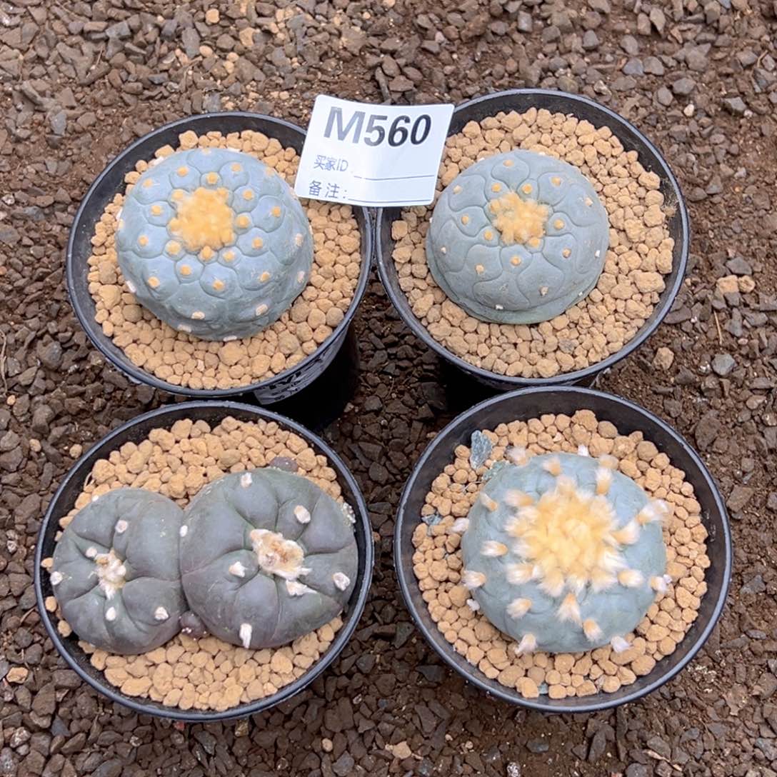 無*m560无言专拍新春价