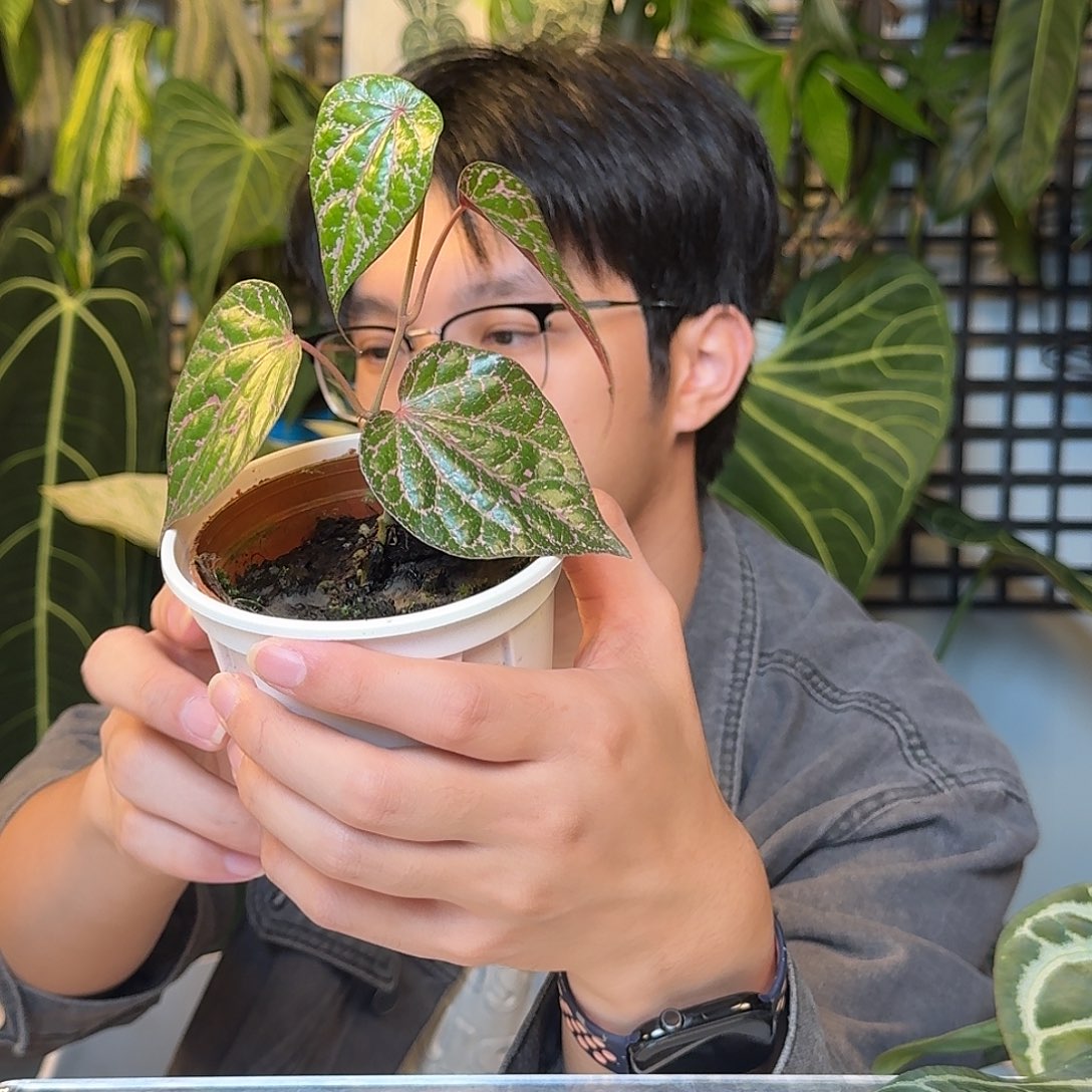 完全开放瑰丽胡椒V63