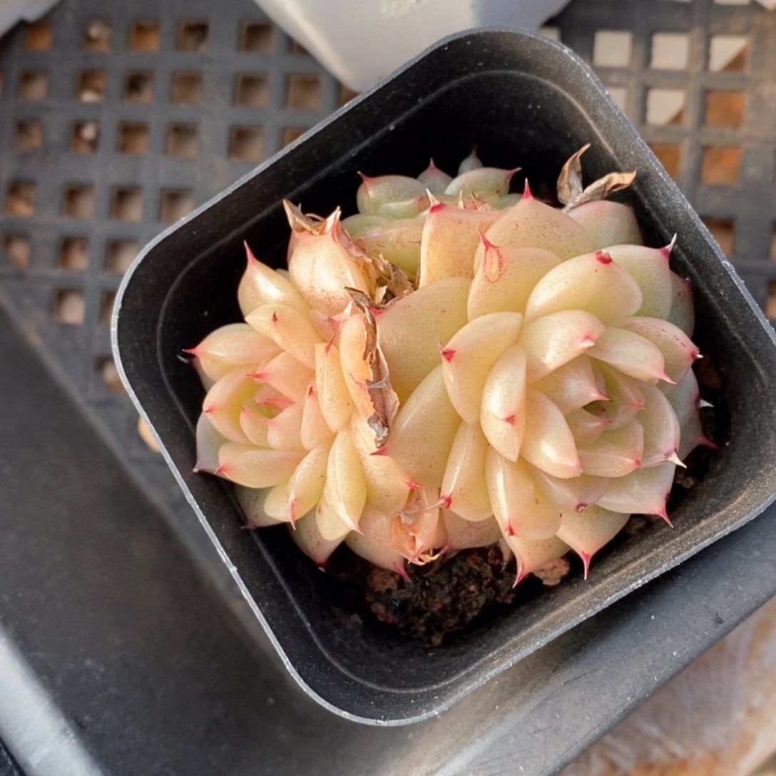 精品多肉一物一拍不包整572