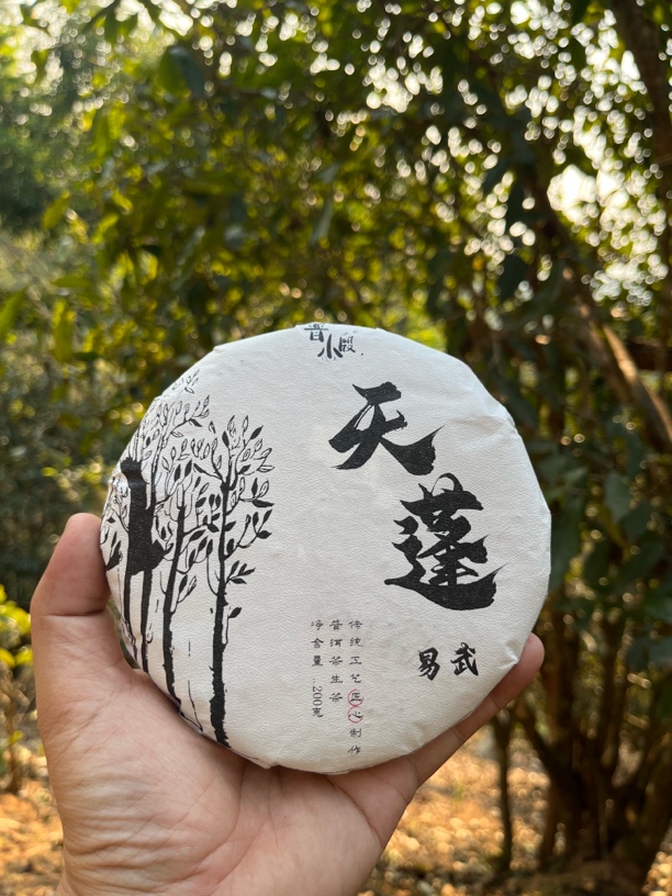 易武天蓬2025年头春普洱生茶