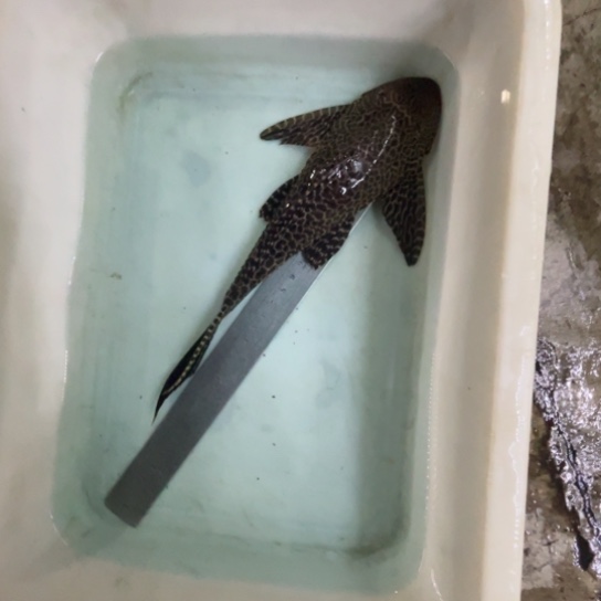 蓝***团慈鲷鱼 26-27豹纹异形1只