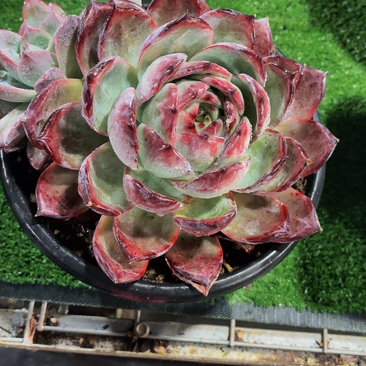 青***桐丽娟花卉祖母绿优选单头