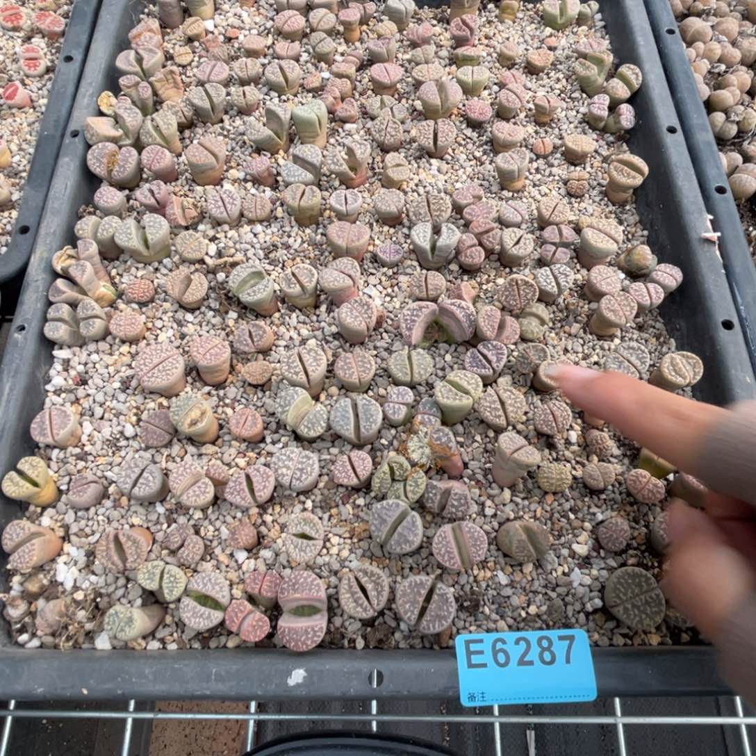 j***86287筐福利不售后