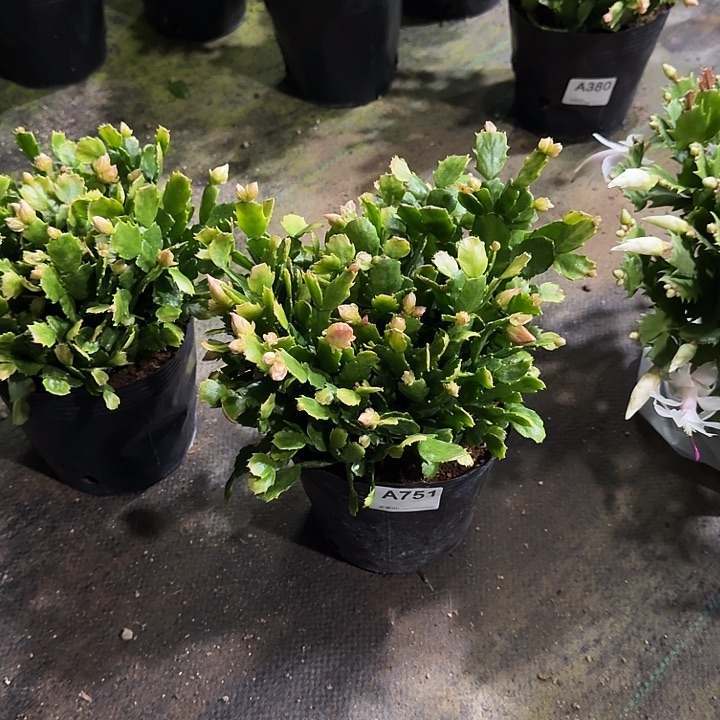 艰***月大部分开放少量花苞075自根028