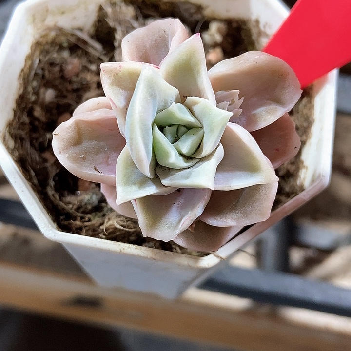 多肉植物970多肉