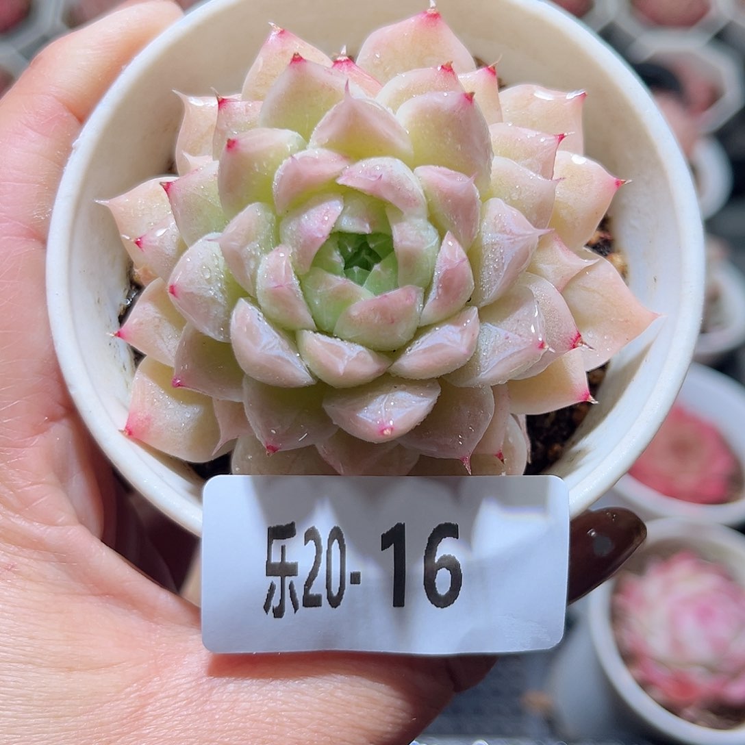 乐20-16 清浅单头