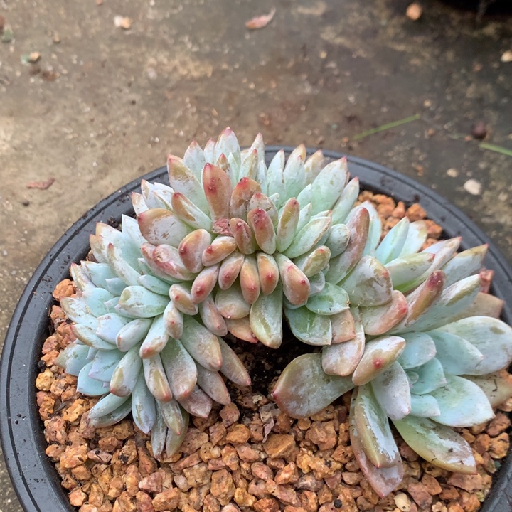 多肉植物叶插星影缀