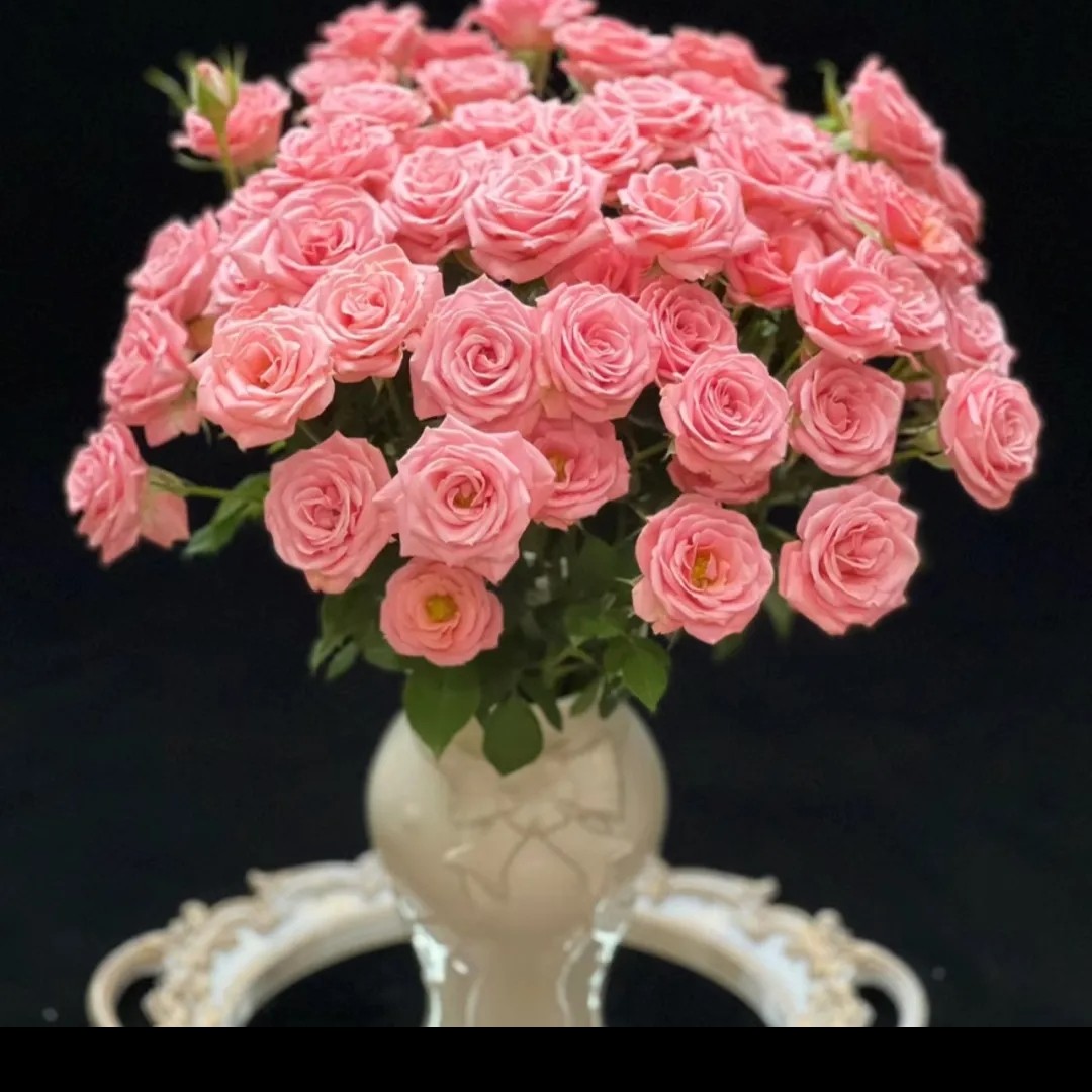 【粉天使多头玫5支25朵】京东包邮到家