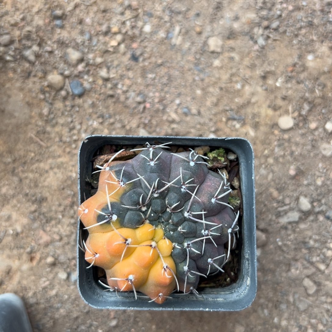 凡***清 零零落落 零零落落