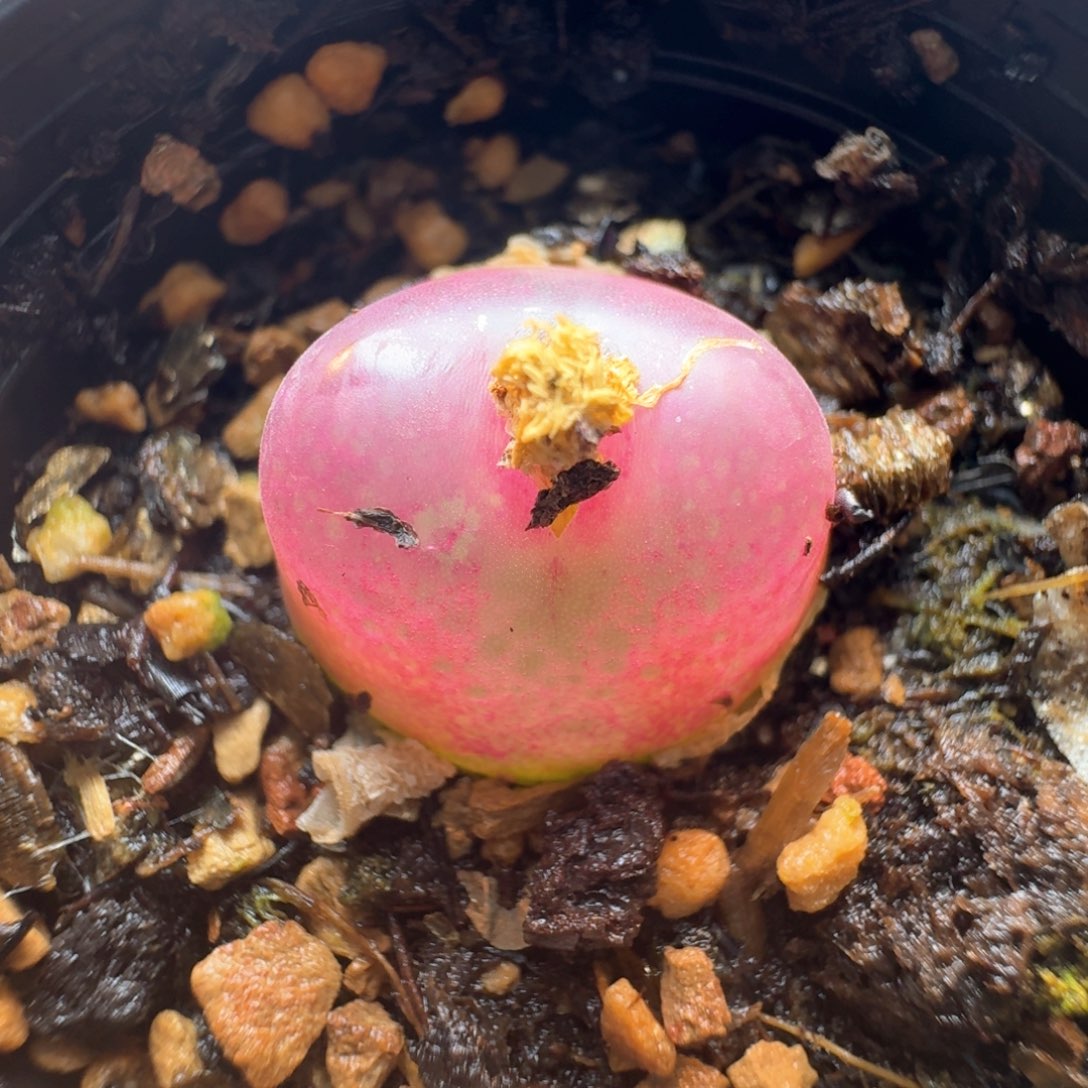 345毛汉尼一颗00000000