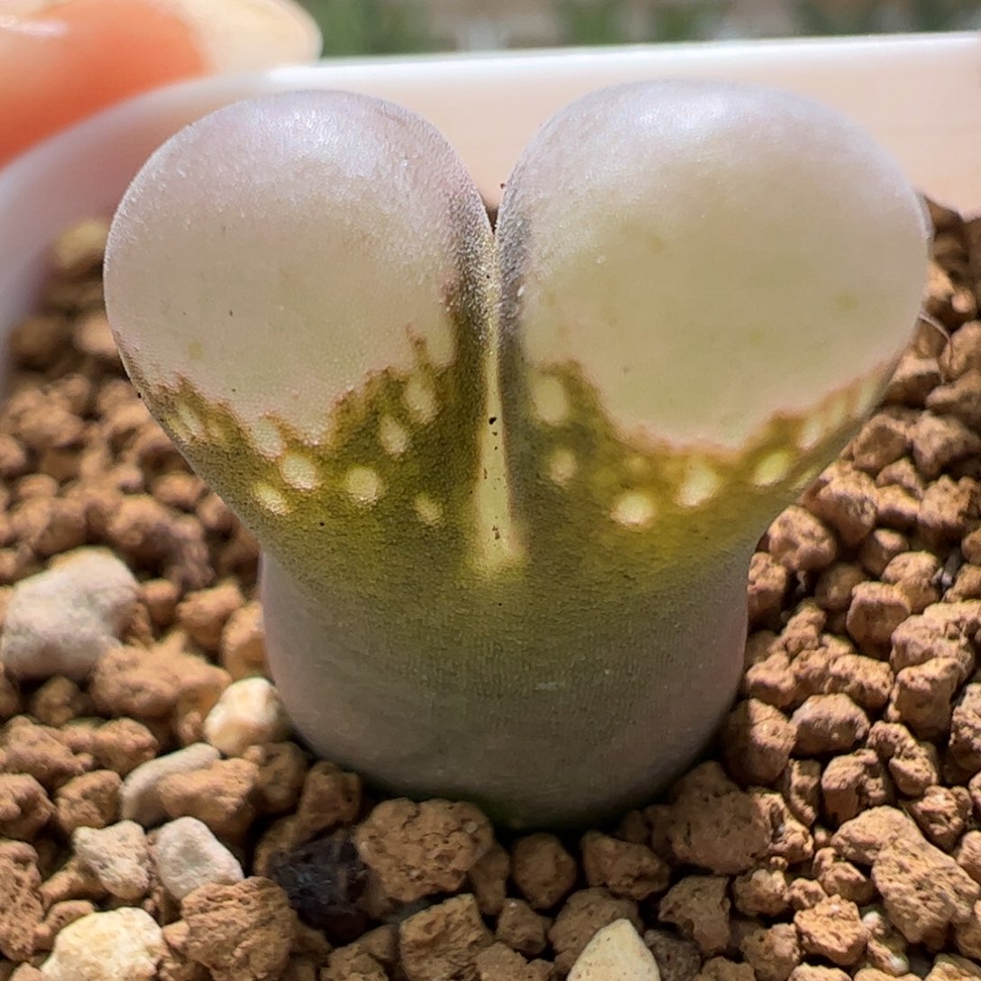 编号混合风铃一颗。122。 