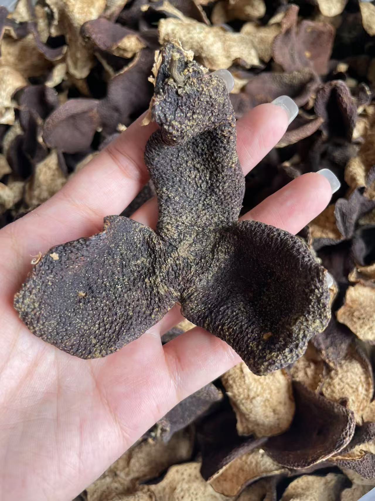 【东甲牛比围福利】东甲原枝2019冬后大红整片 陈香味 糯 新会发货