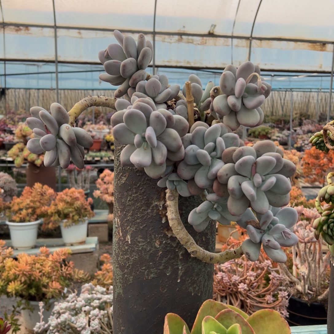 露养老桩脱土裸根橙雪球