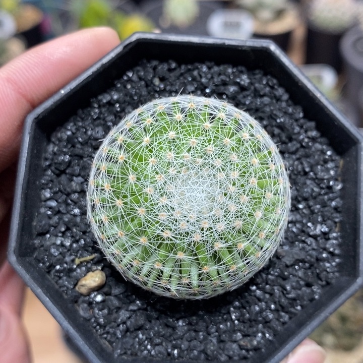 实生白娟丸113号3.8cm