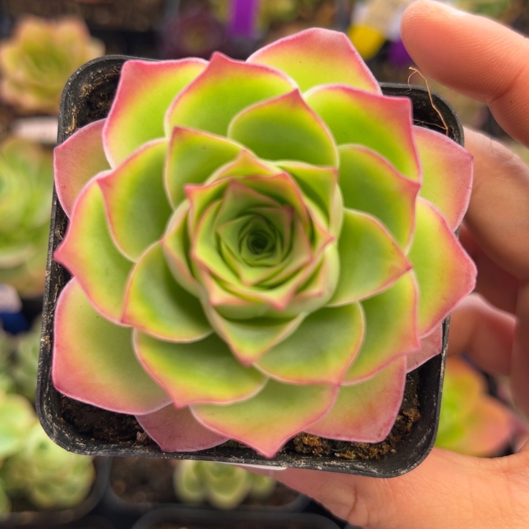 120号魅影小号—山地玫瑰