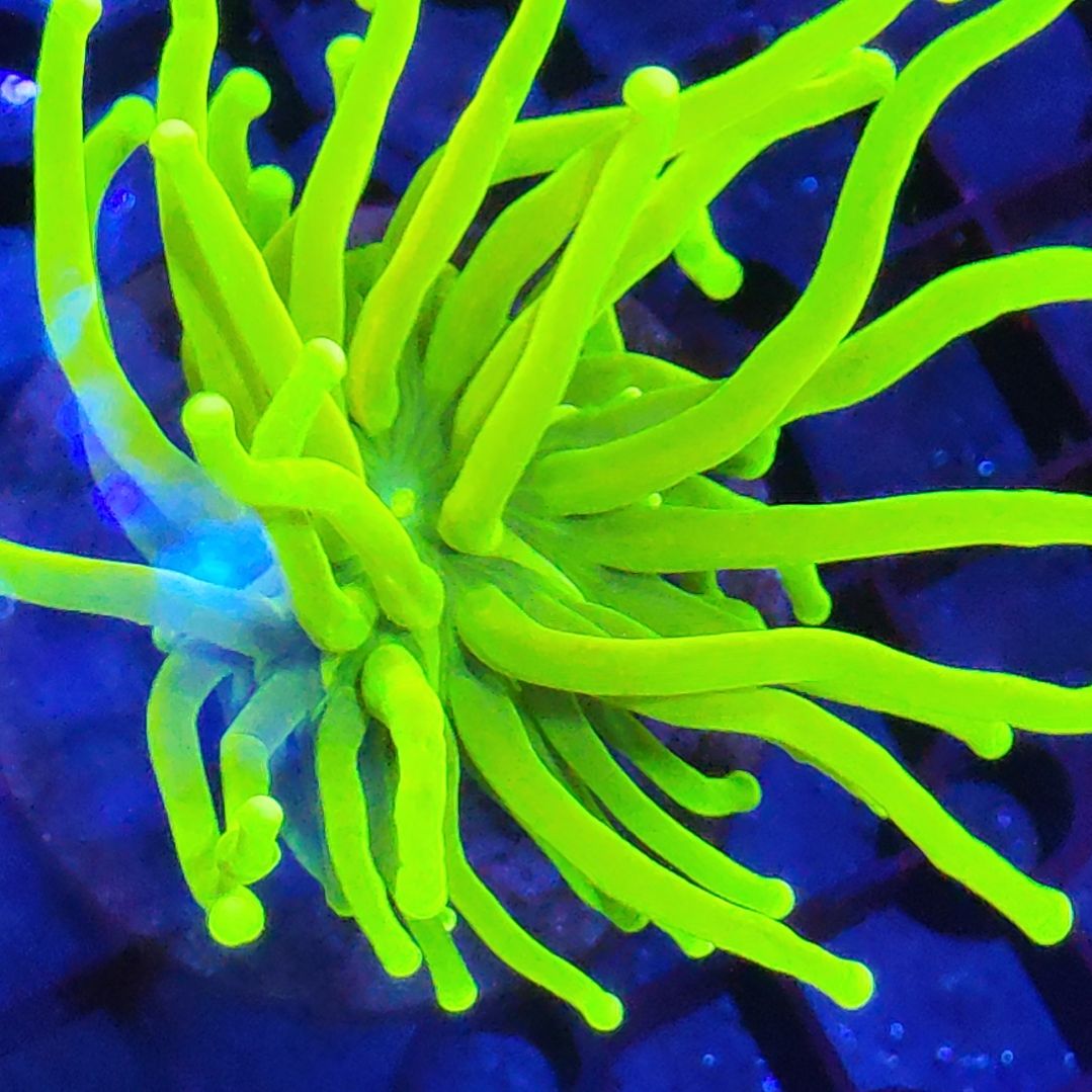 珊瑚不支持退货不到付不包邮接受下单