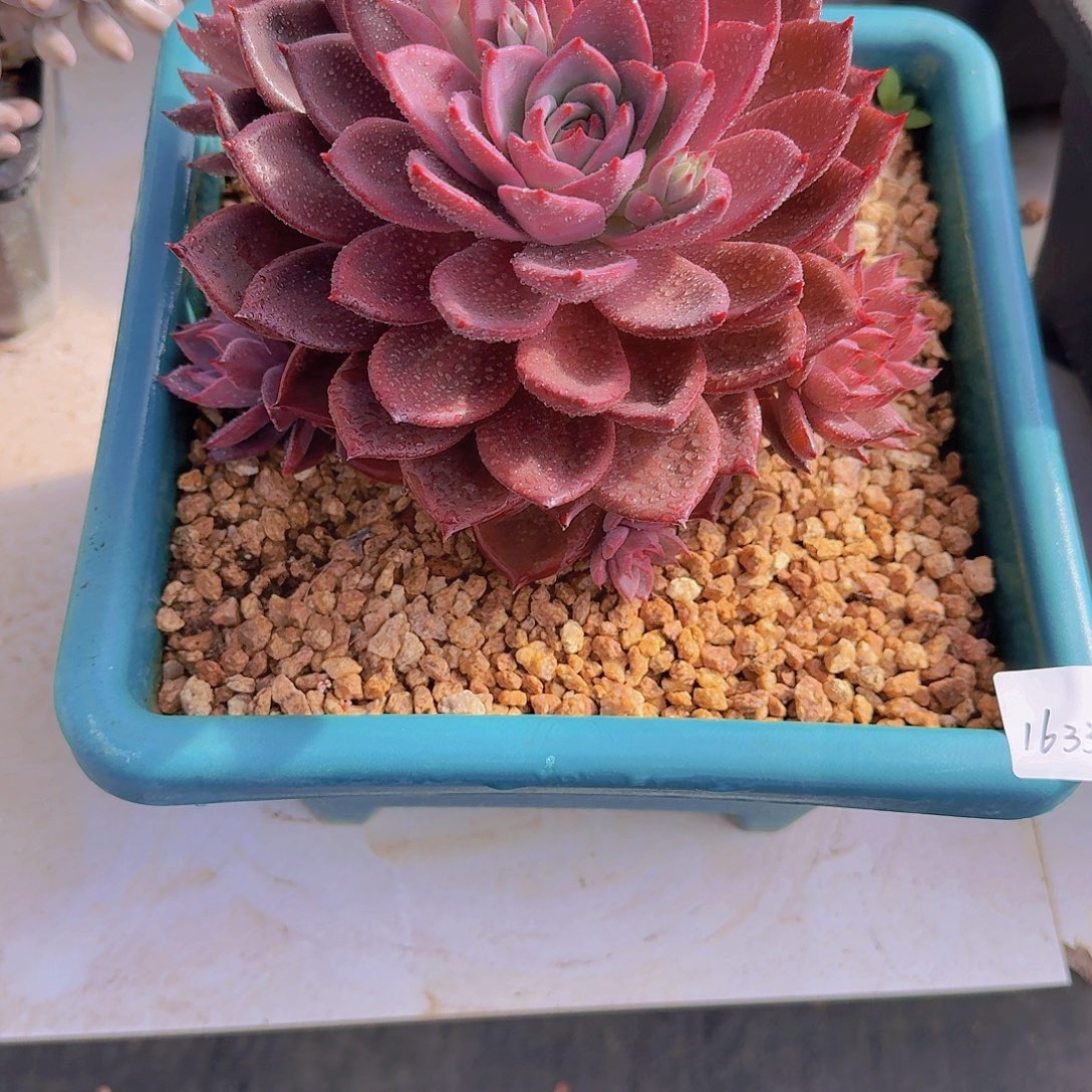 1633红糖卡多肉植物