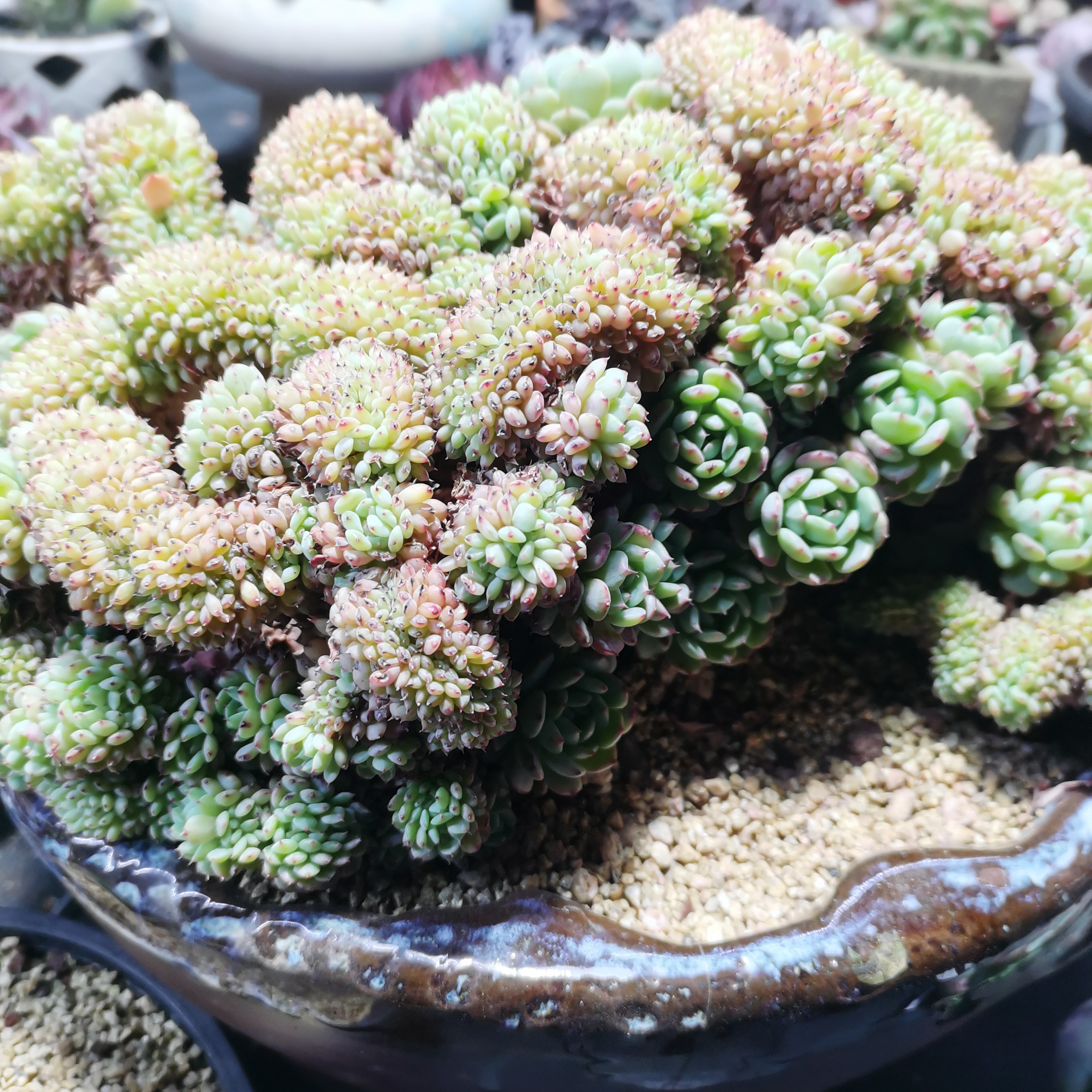 超大白胖子缀化群一物一拍多肉