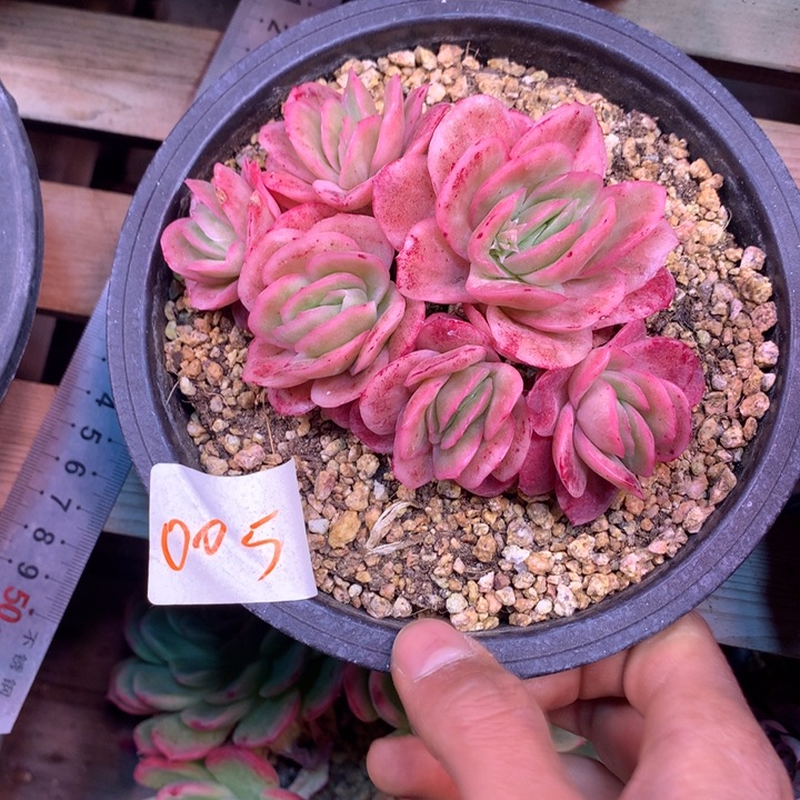 冰玫瑰多肉植物fyixuexixue