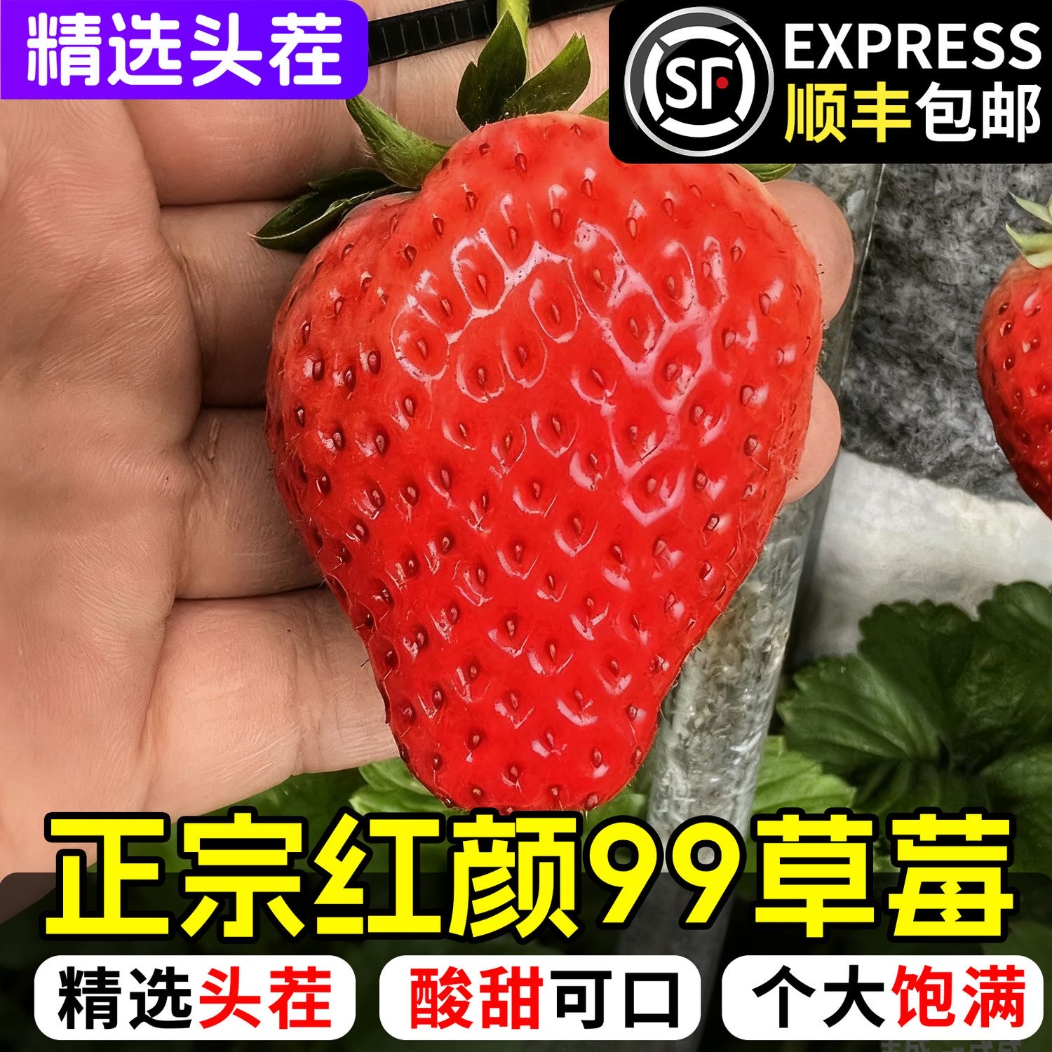 【顺丰京东包邮】正宗四川红颜牛奶草莓新鲜现摘先发坏包赔送货上门