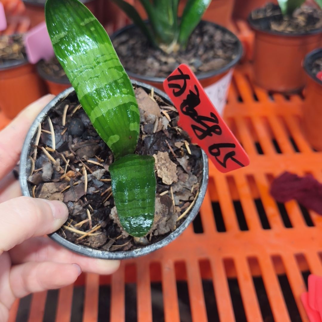 狼***牙无花朵君子兰直播带货