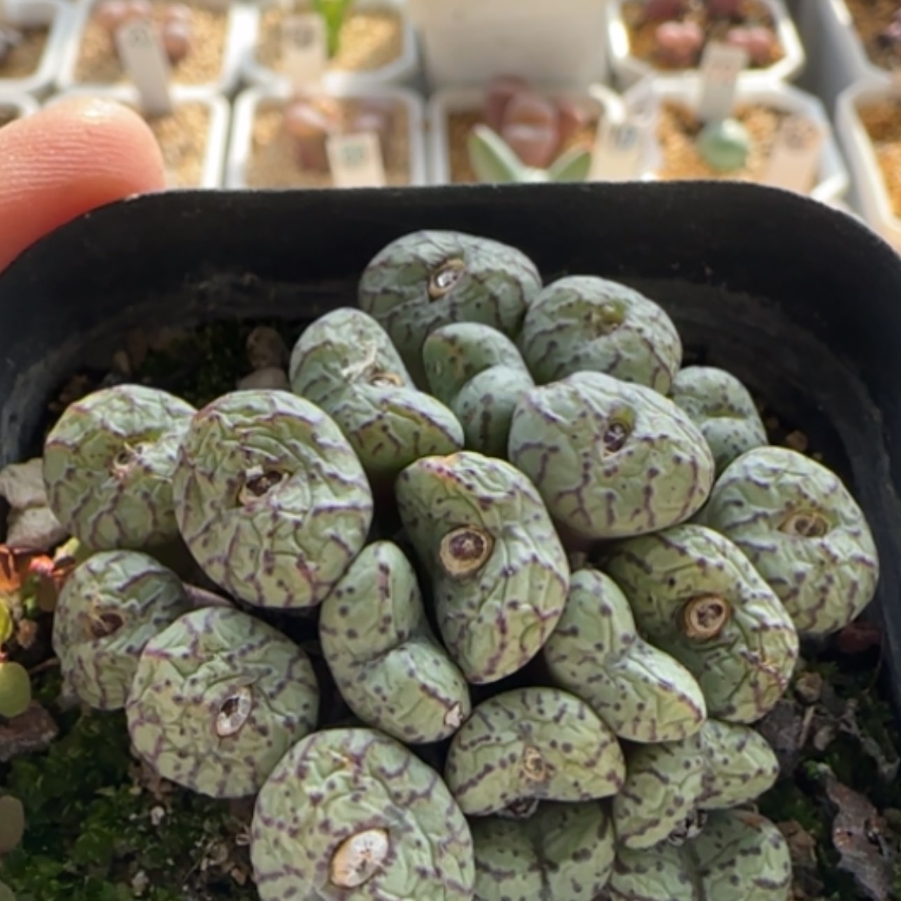 【闪购商品】0004    