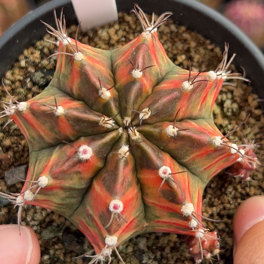 泰系侧芽乌贼米哈锦612