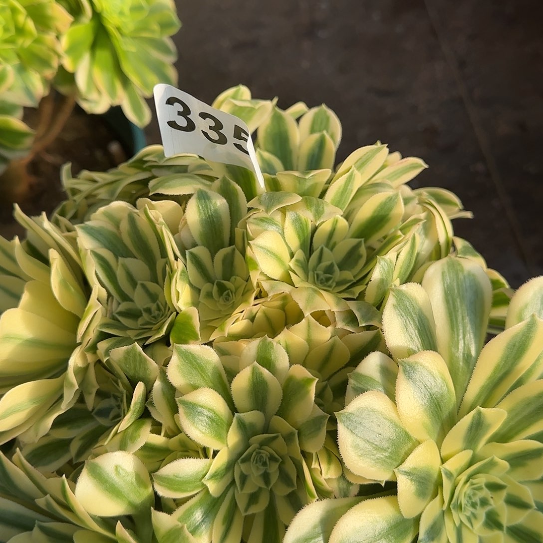 多肉植物迈巴赫福利335