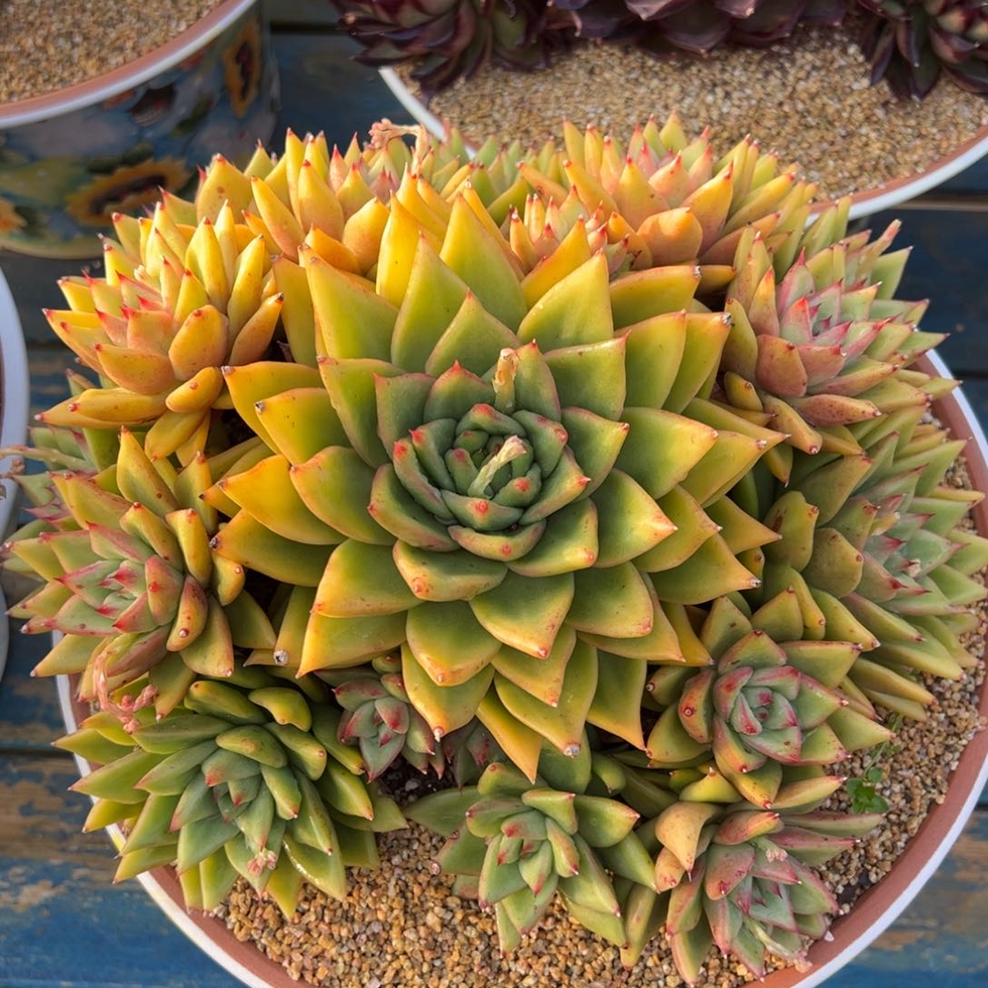 从前慢多肉精选编号0222.凯罗拉恩